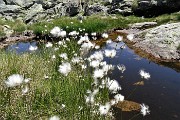 80 Eriofori (Eriophorum Scheuchzeri)